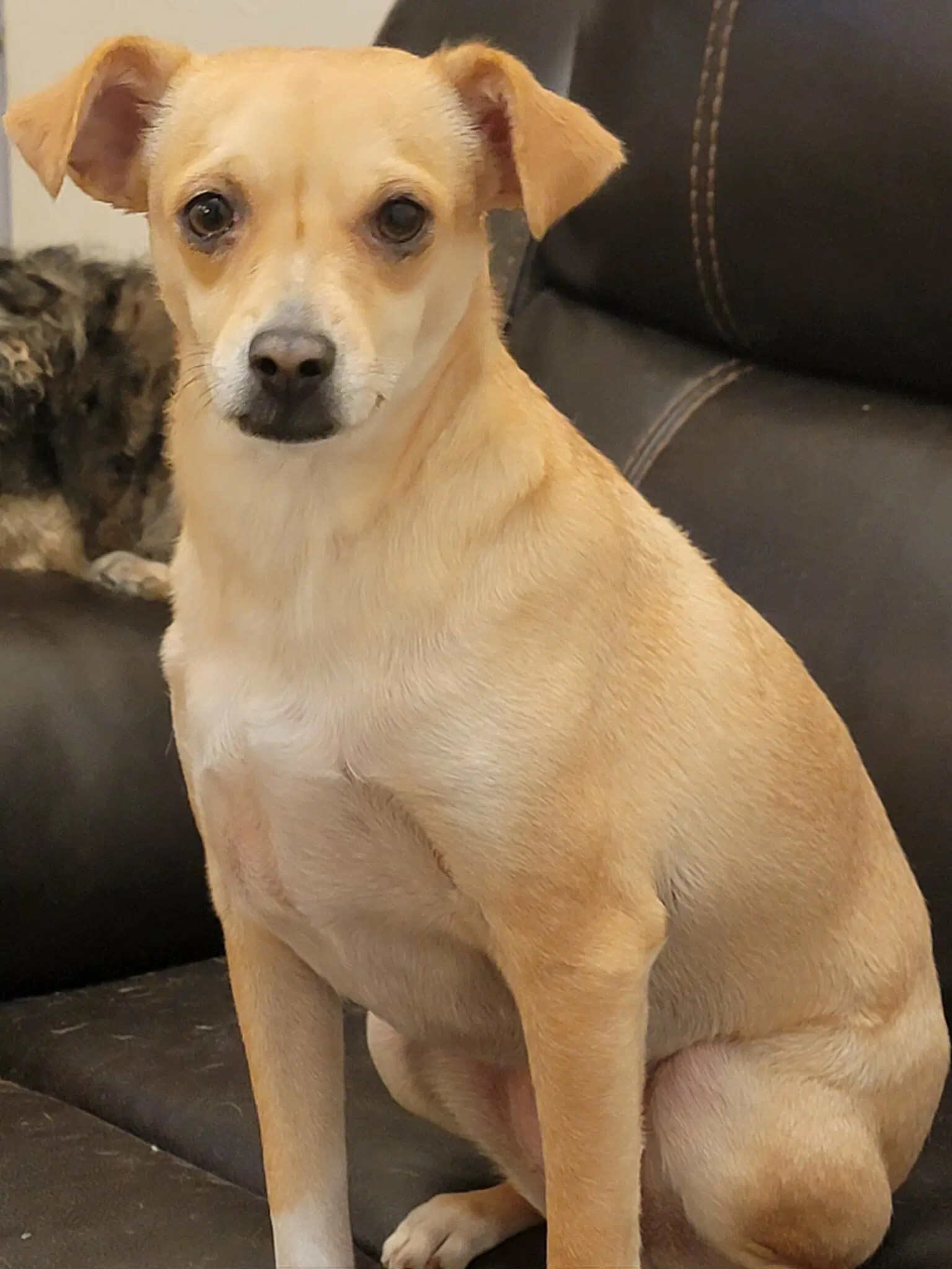 Pretty - Chihuahua