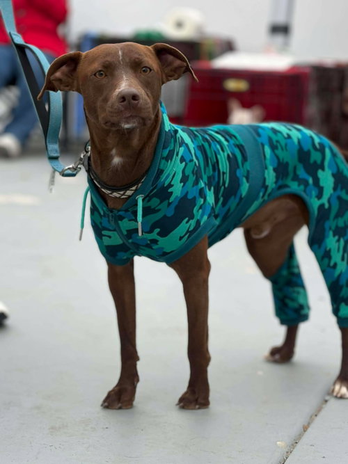 LITTLE BOY - Chocolate Labrador Retriever / Pit Bull Terrier available for adoption
