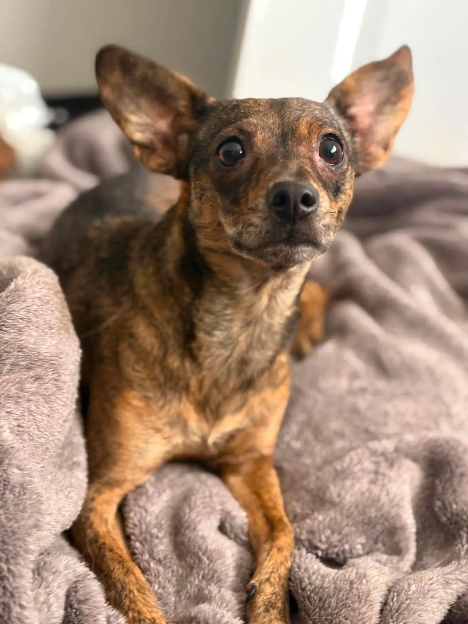 Princess - Chihuahua