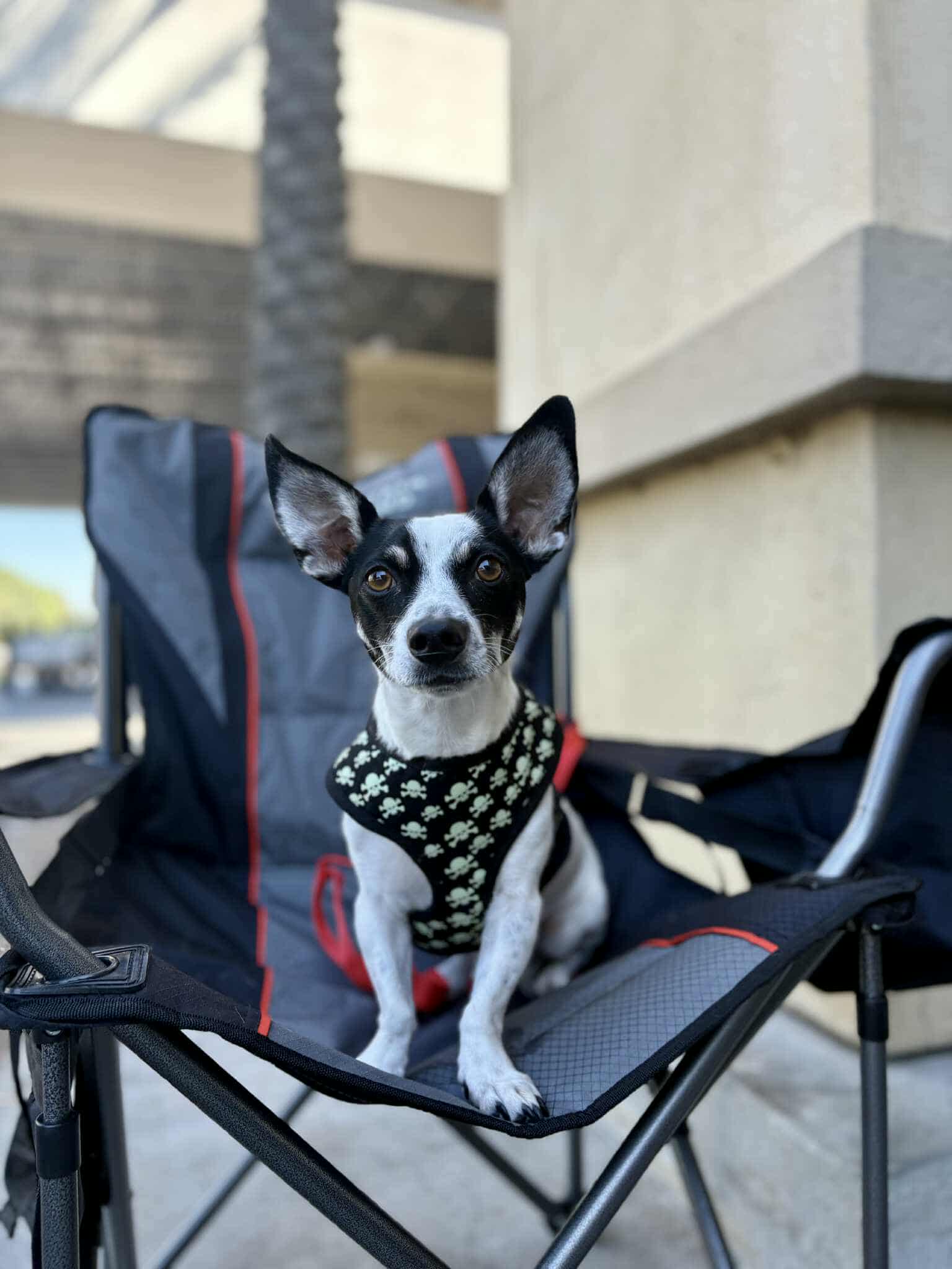 Nacho