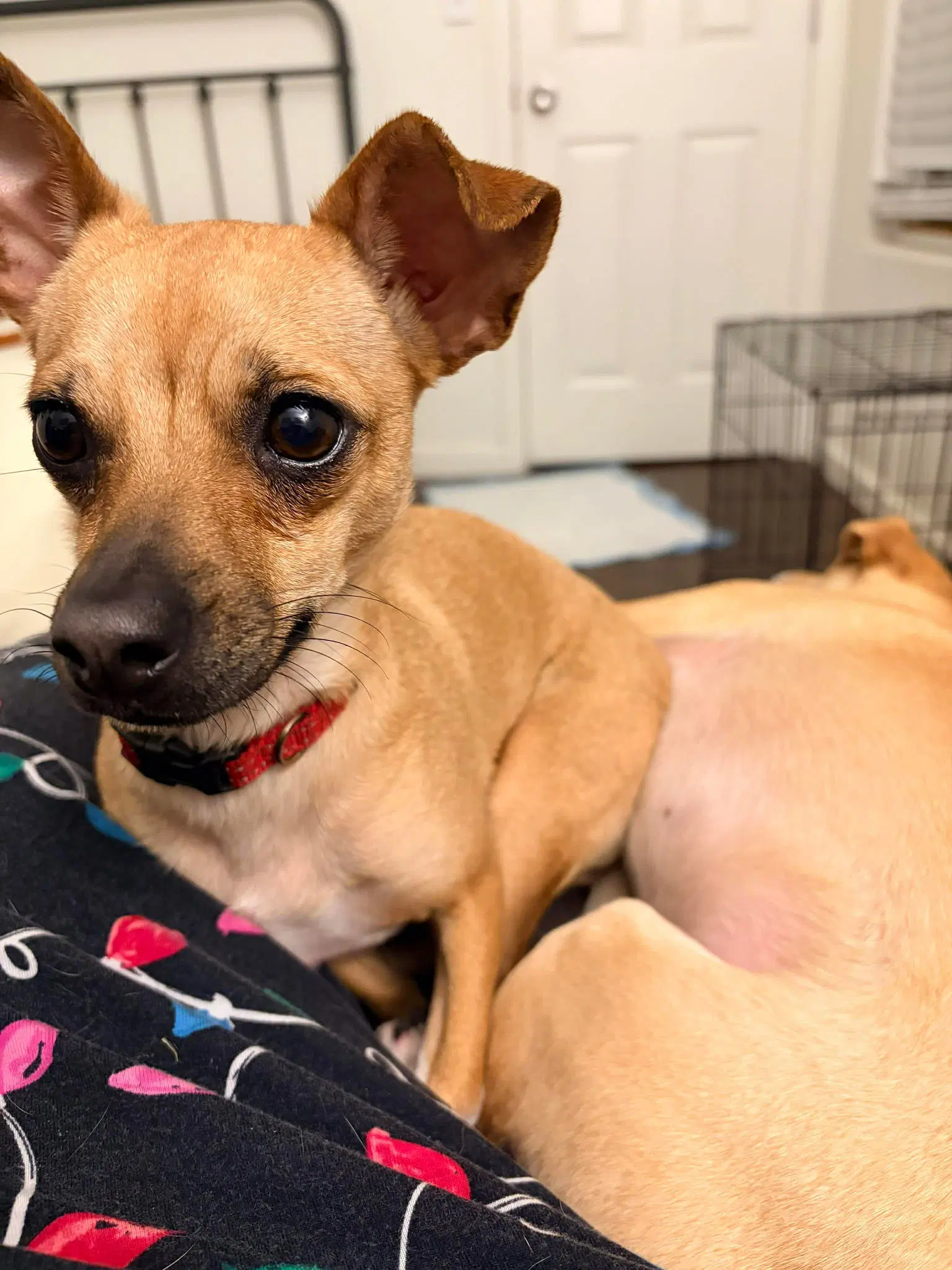 Lola - Chihuahua