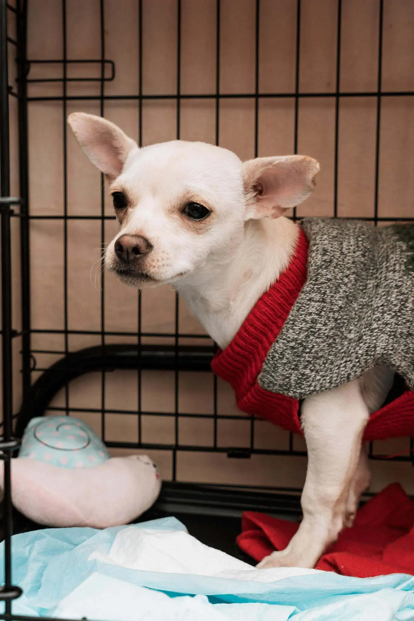 Benny - Chihuahua