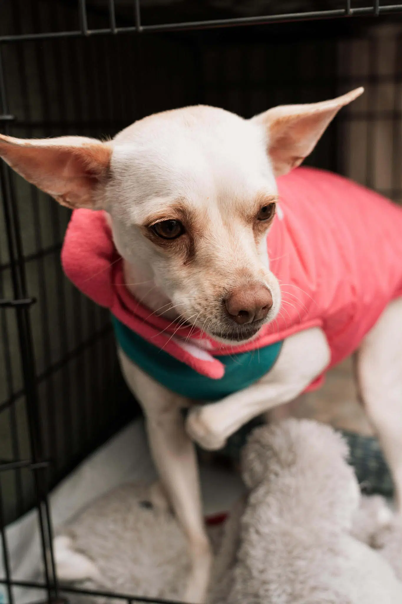 June - Chihuahua