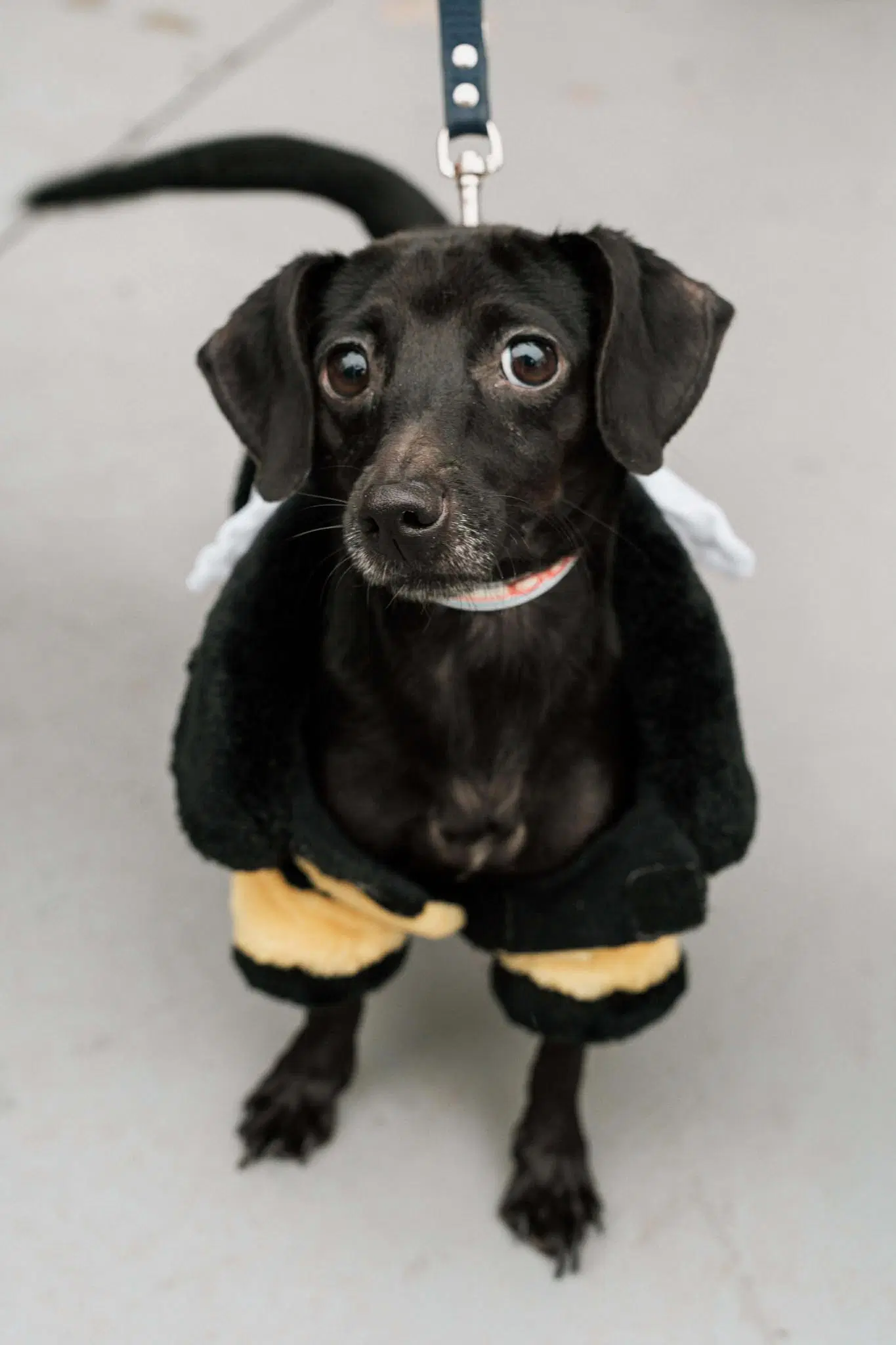 Bella - Chihuahua