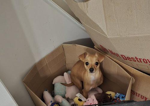 Pixie — thumbnail 2