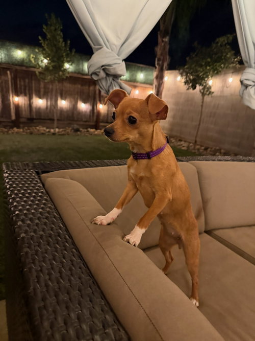 Pixie — thumbnail 3
