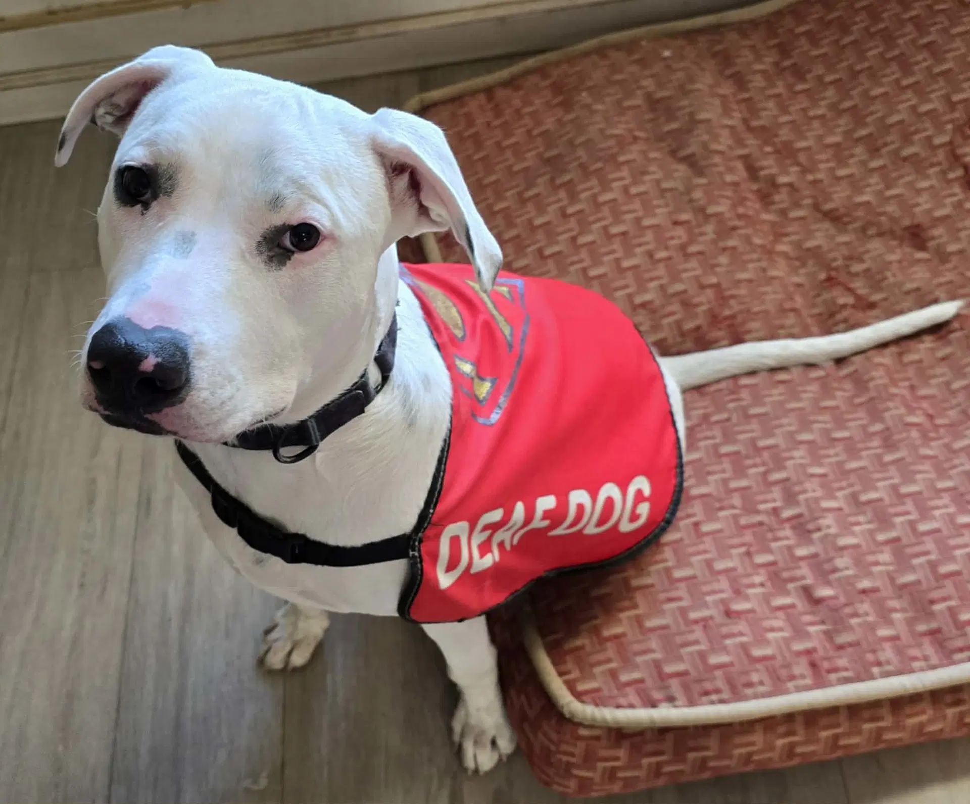 Echo - Pit Bull Terrier
