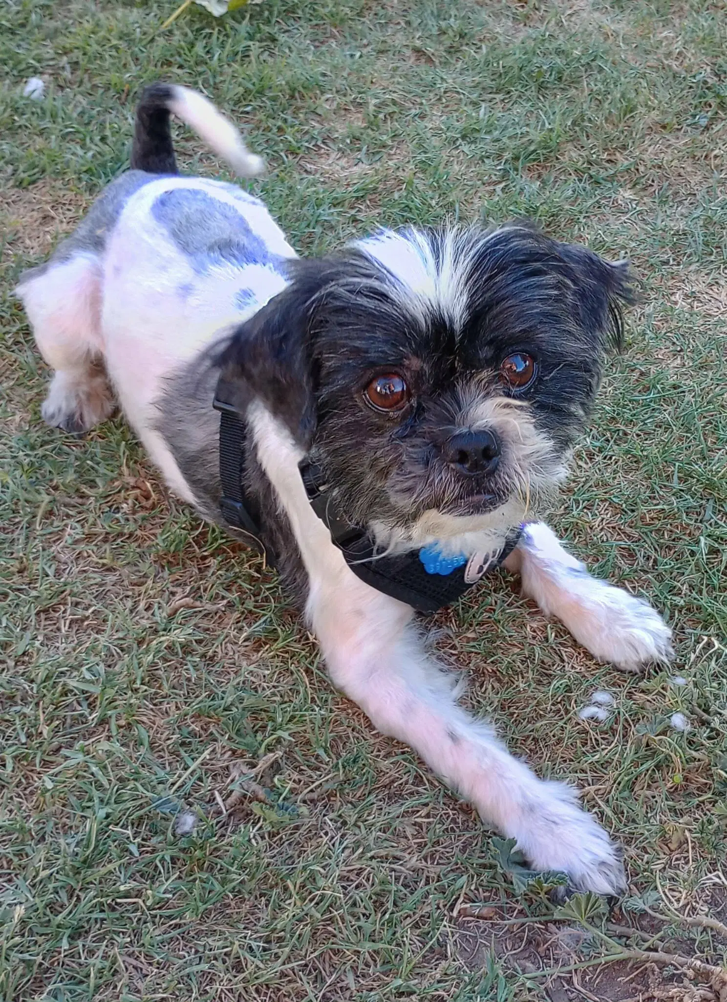 Pearce - Shih Tzu