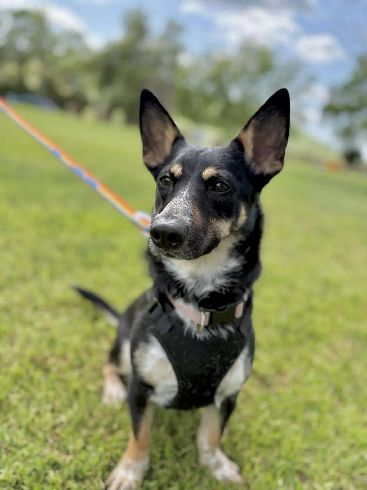 Penelope - Cattle Dog