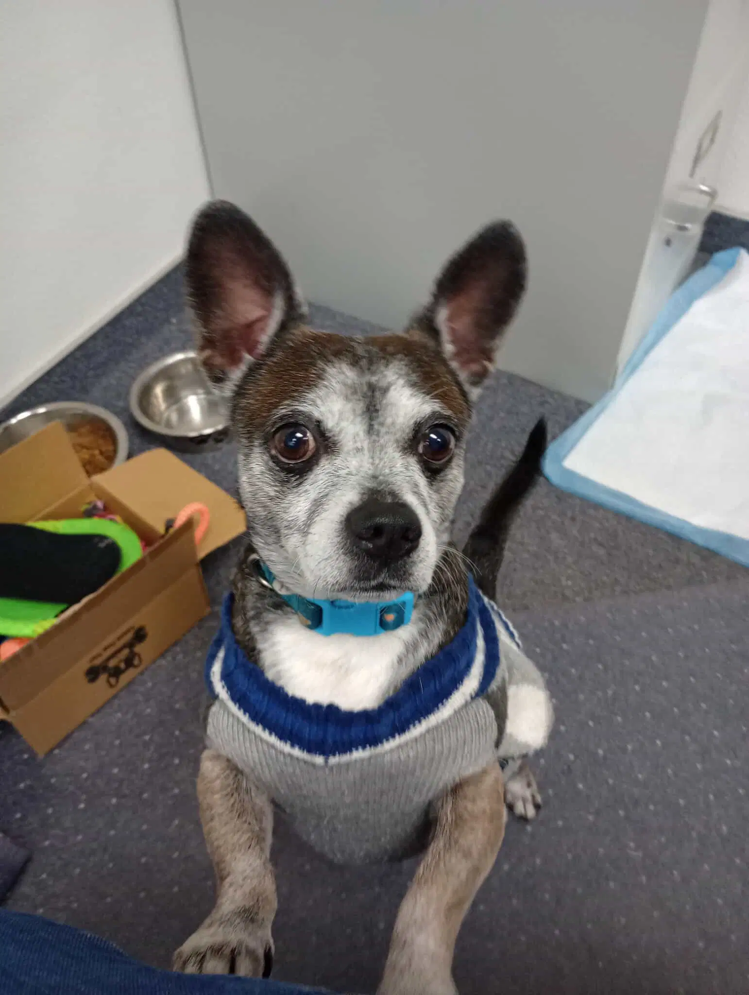 Louis - Chihuahua