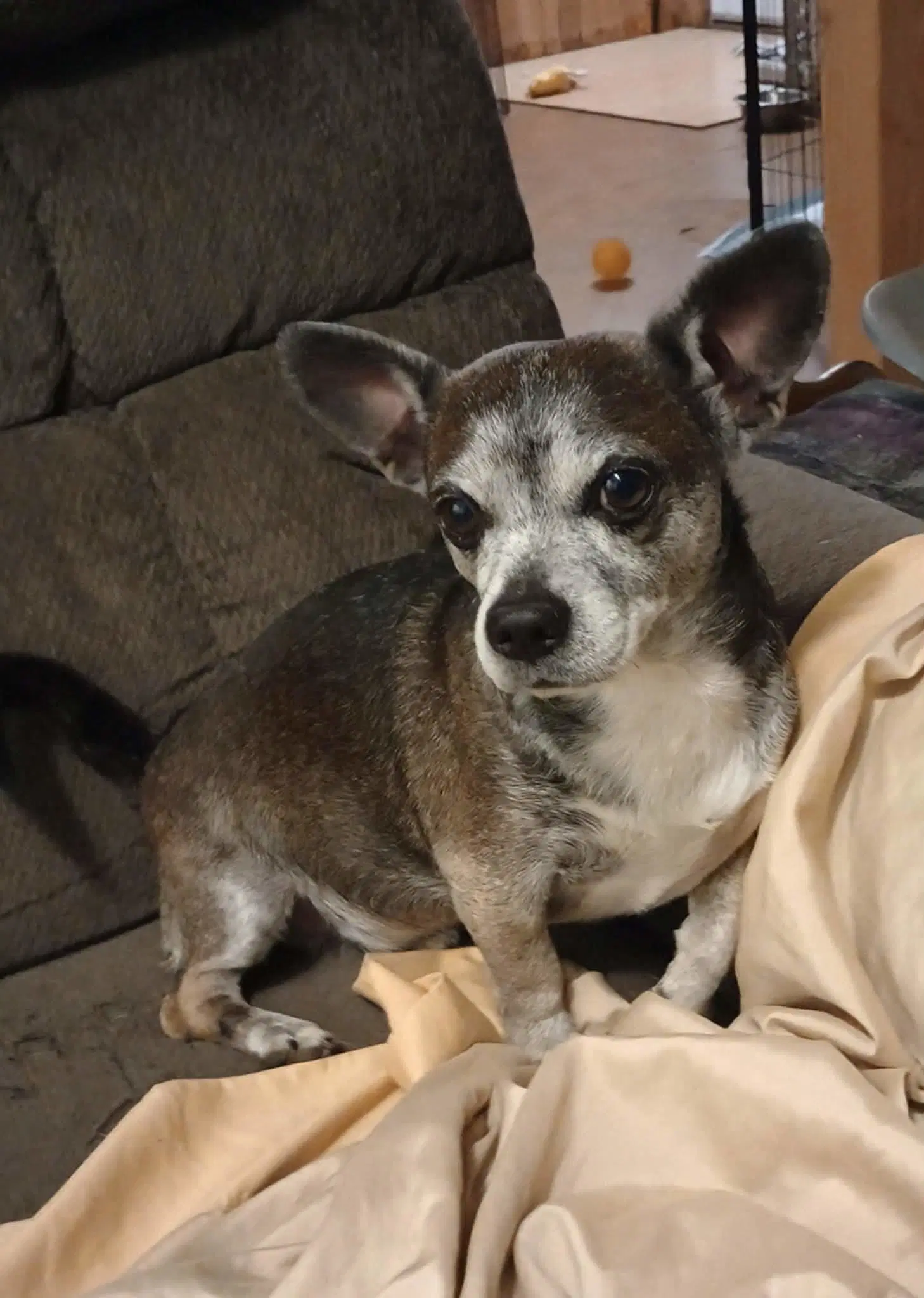 Louis image 2