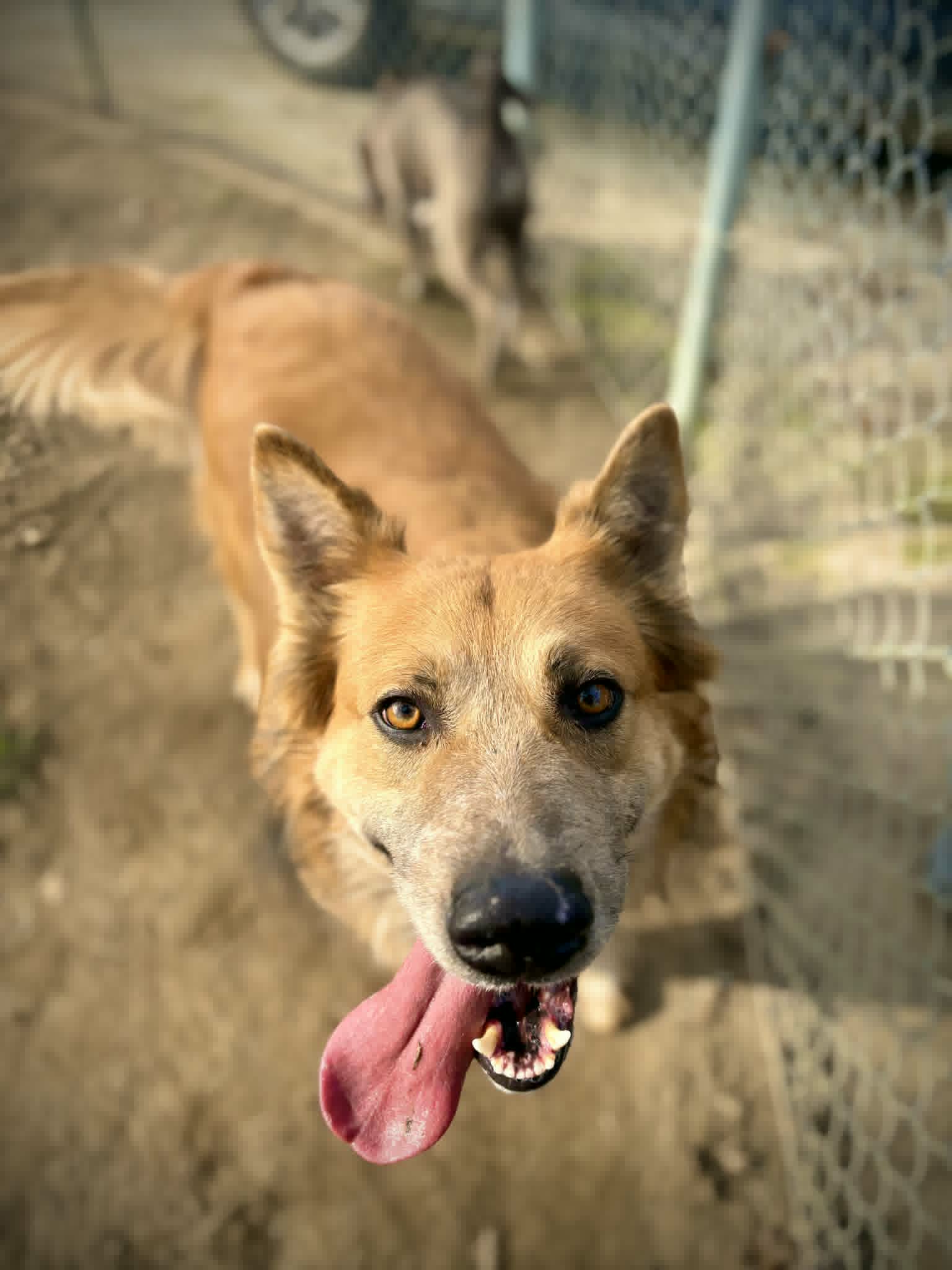 Pb - Shepherd