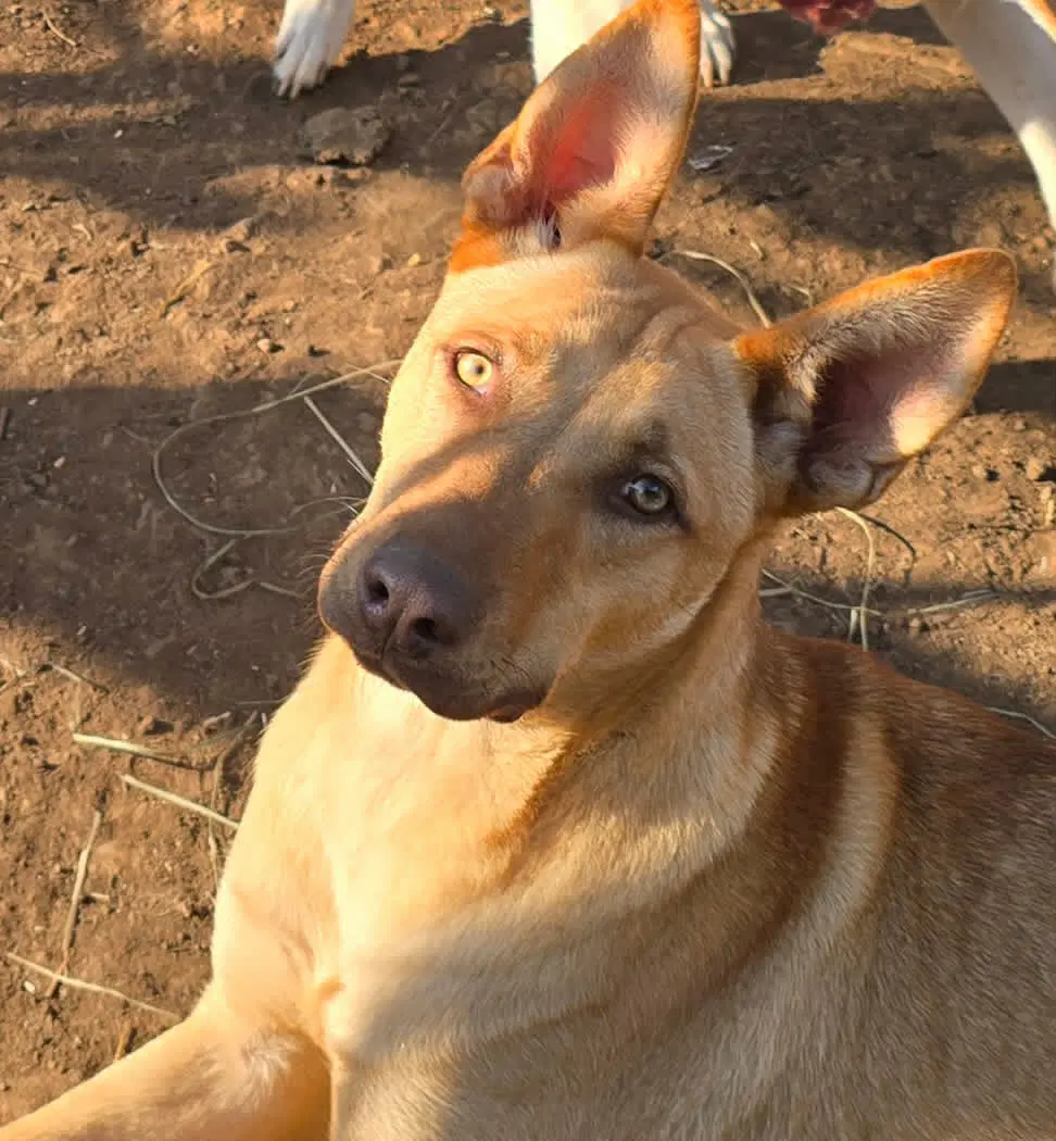Nachito - Carolina Dog