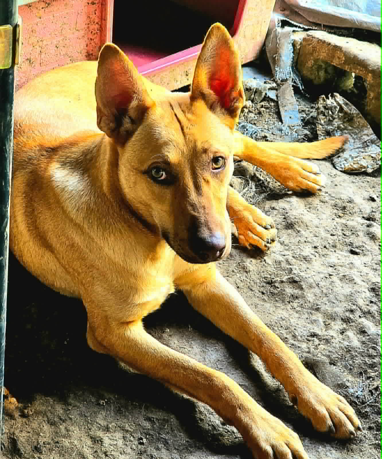 Nachito image 2