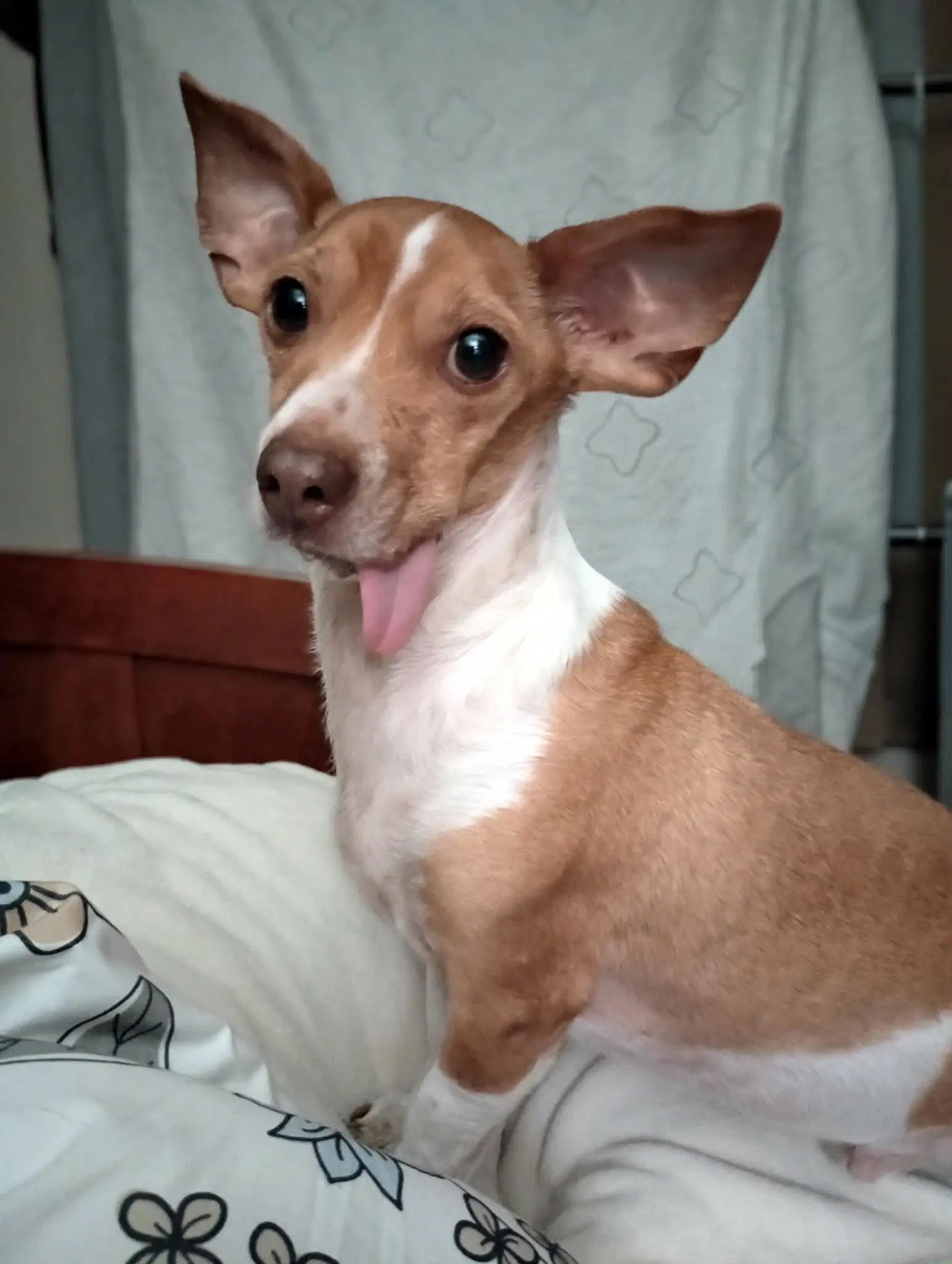 Kane - Chihuahua