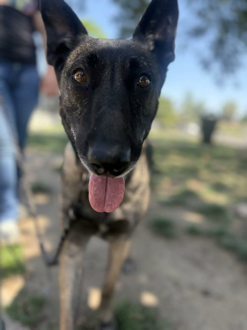 Misty, an adoptable Belgian Shepherd Malinois in Visalia, CA