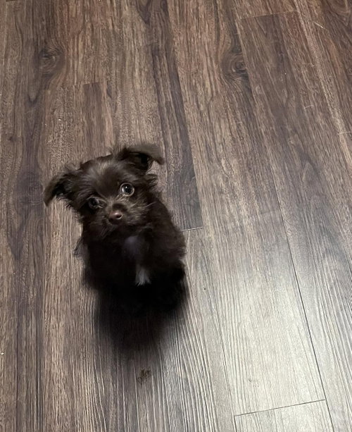 Cooper, an adoptable Poodle in Visalia, CA
