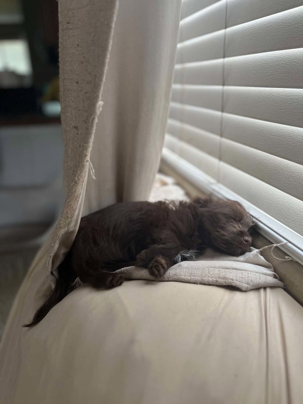 Cooper