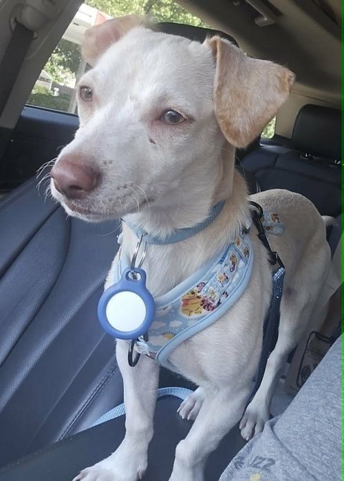 Dingo, an adoptable Chihuahua in Visalia, CA
