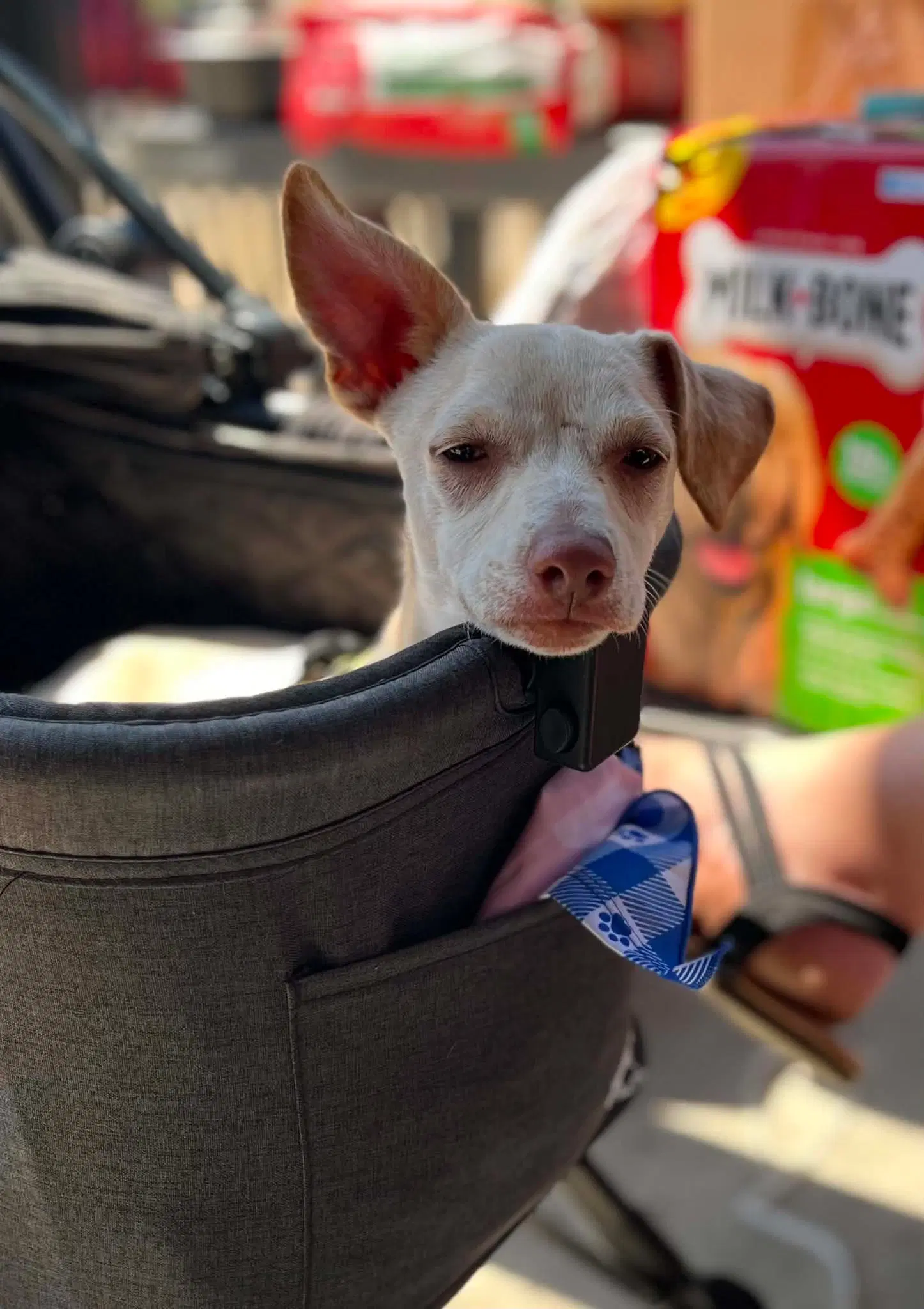 Dingo - Chihuahua