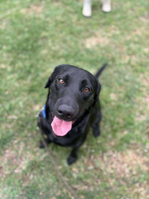 Chance, an adoptable Black Labrador Retriever in Visalia, CA