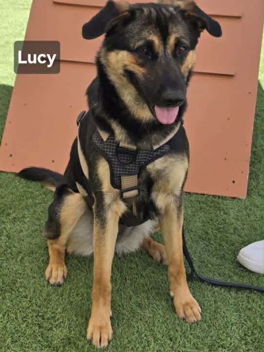 Lucy image 2