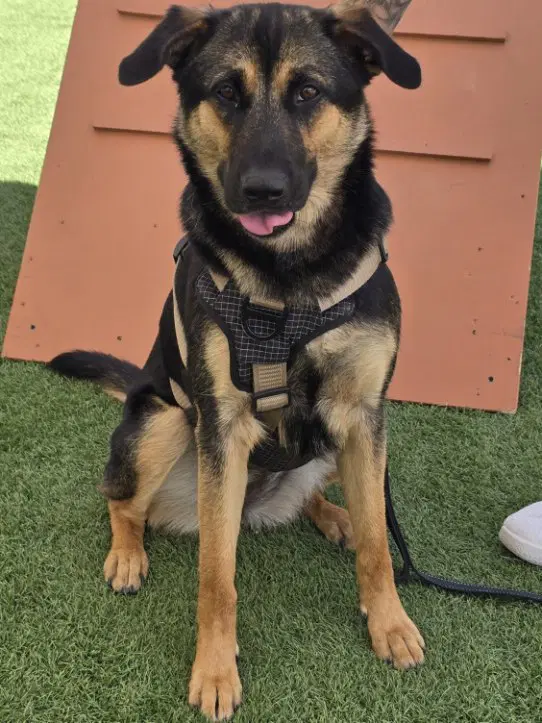 Lucy image 1