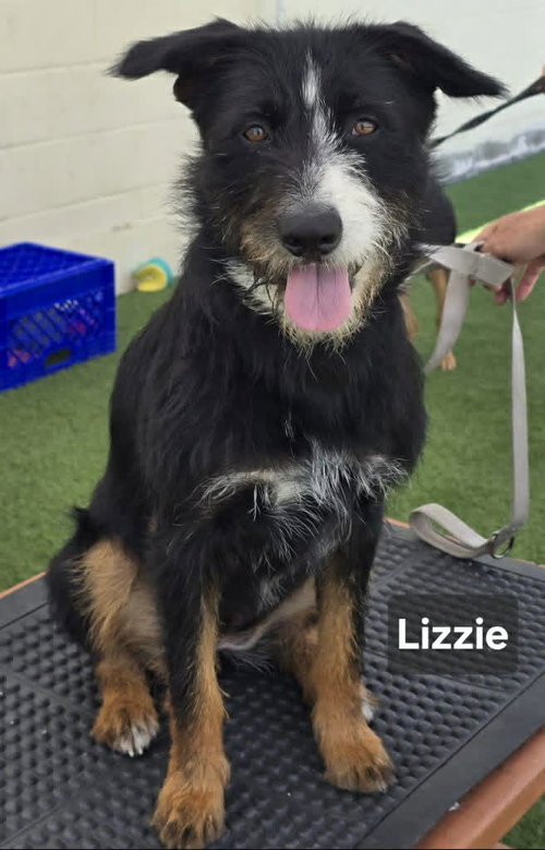 Lizzie, an adoptable Schnauzer in Visalia, CA