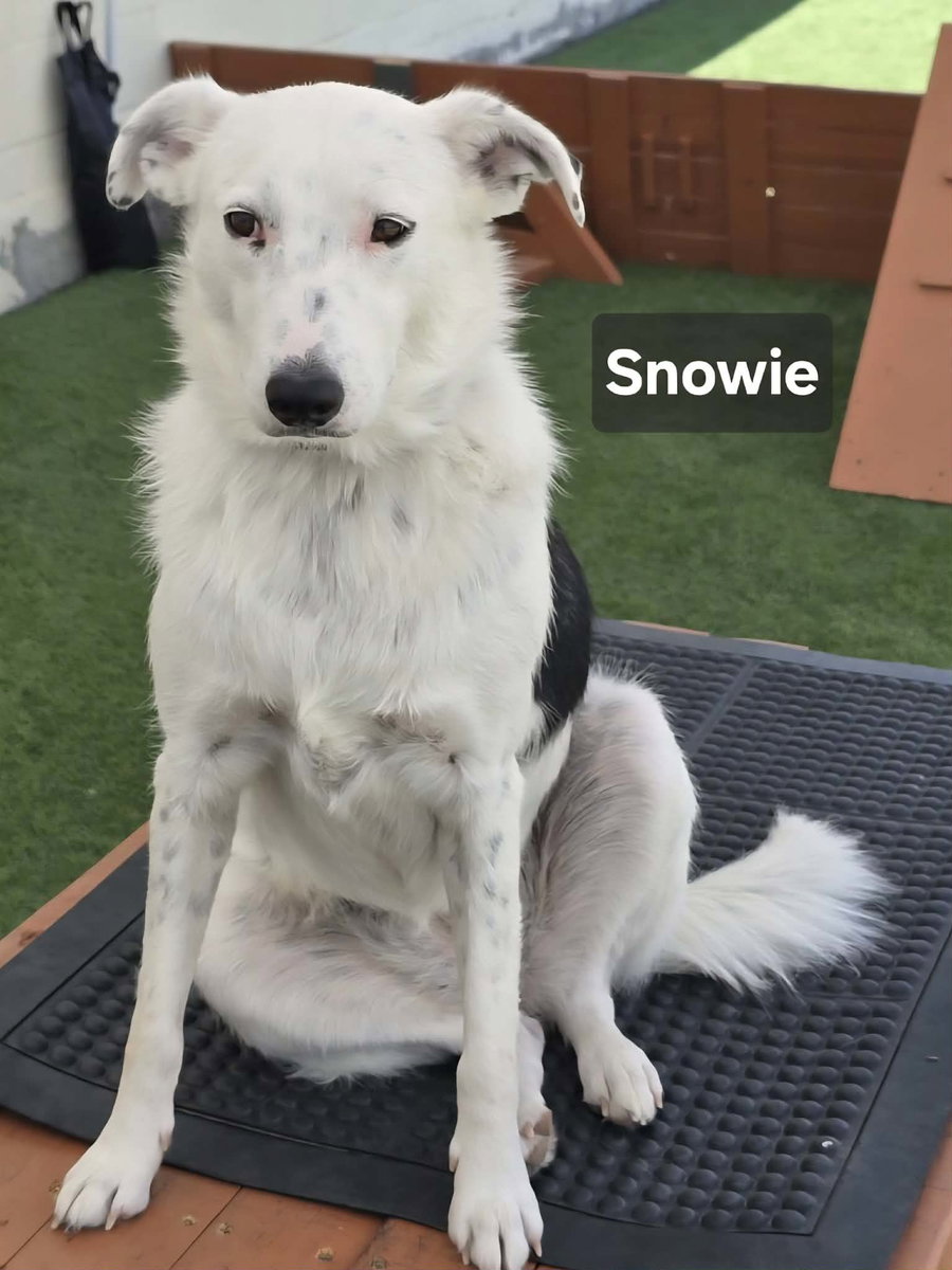 Snowie
