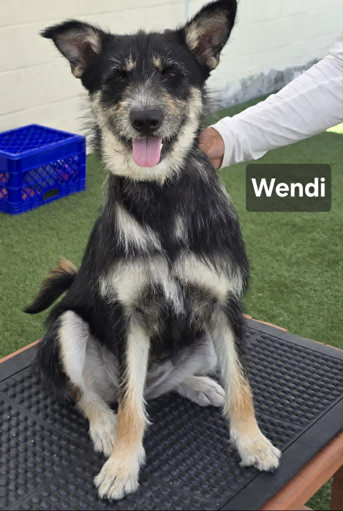 Wendy - German Shepherd Dog