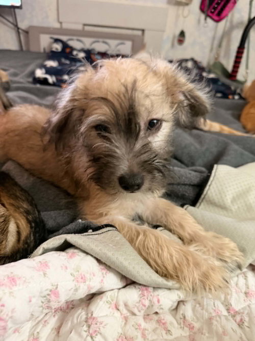 GEORGE - Chihuahua / Poodle (Standard) available for adoption