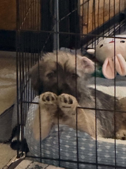 GEORGE - Chihuahua / Poodle (Standard) available for adoption