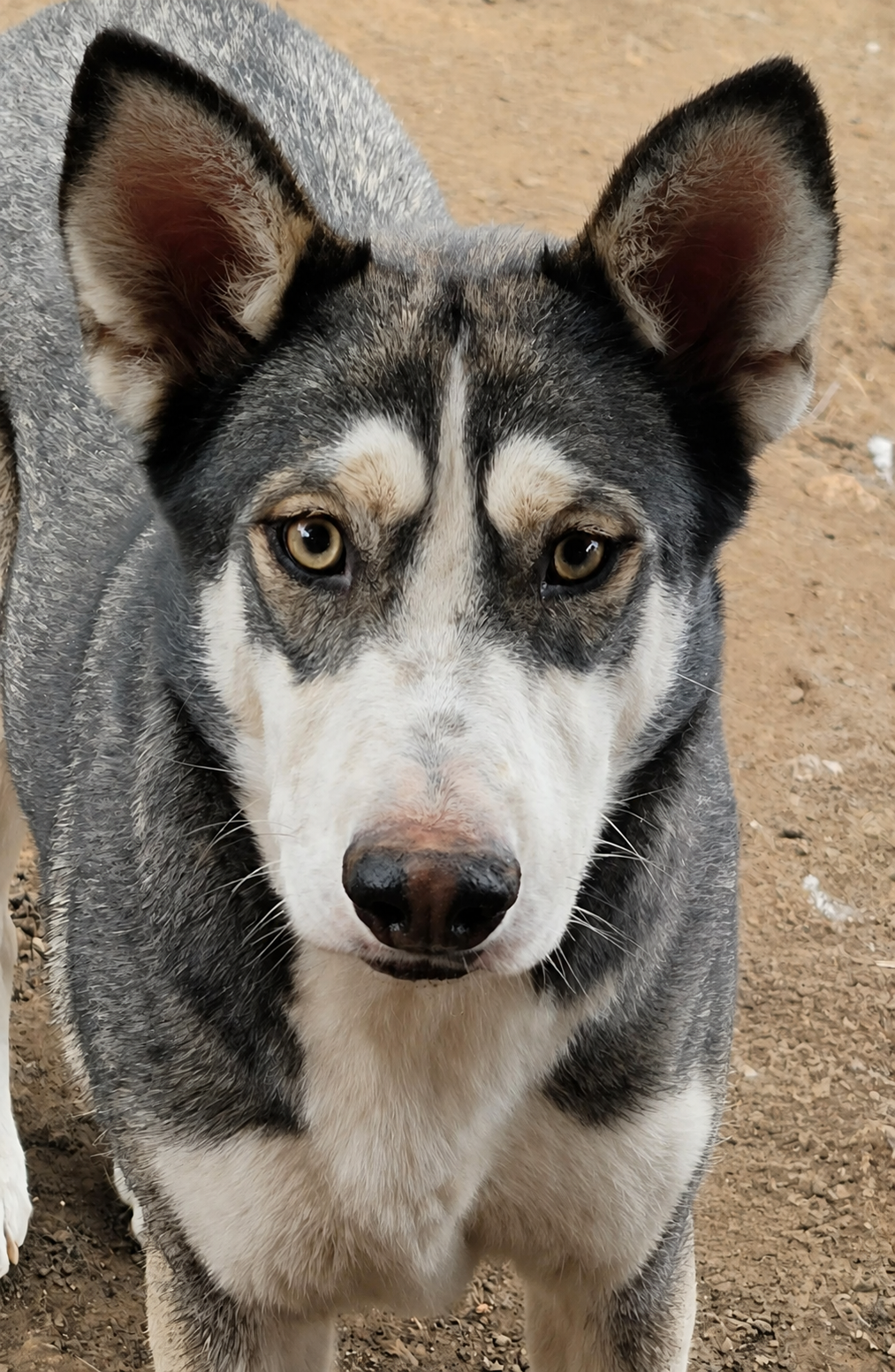 Mask, Siberian Husky
