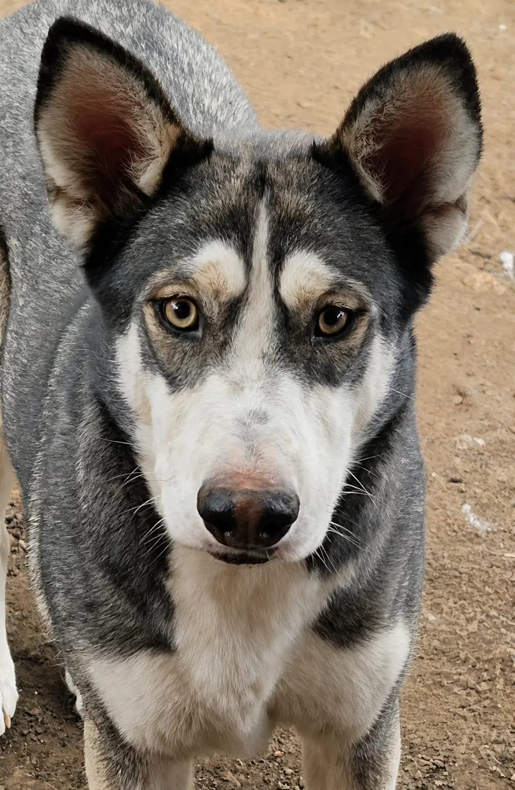 Mask - Siberian Husky