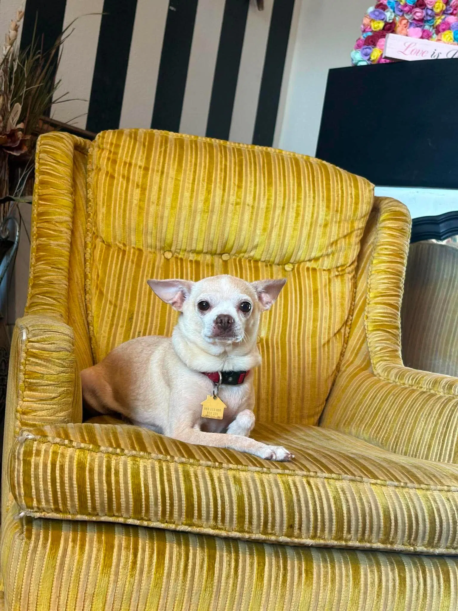 Bella - Chihuahua