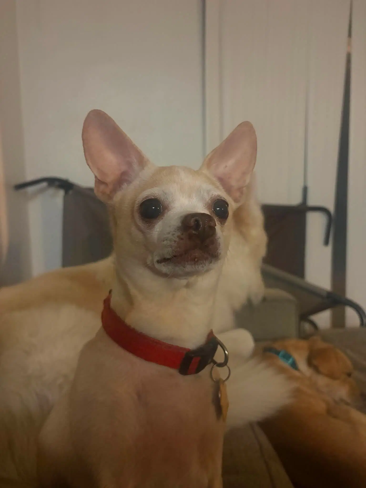 Bella image 2