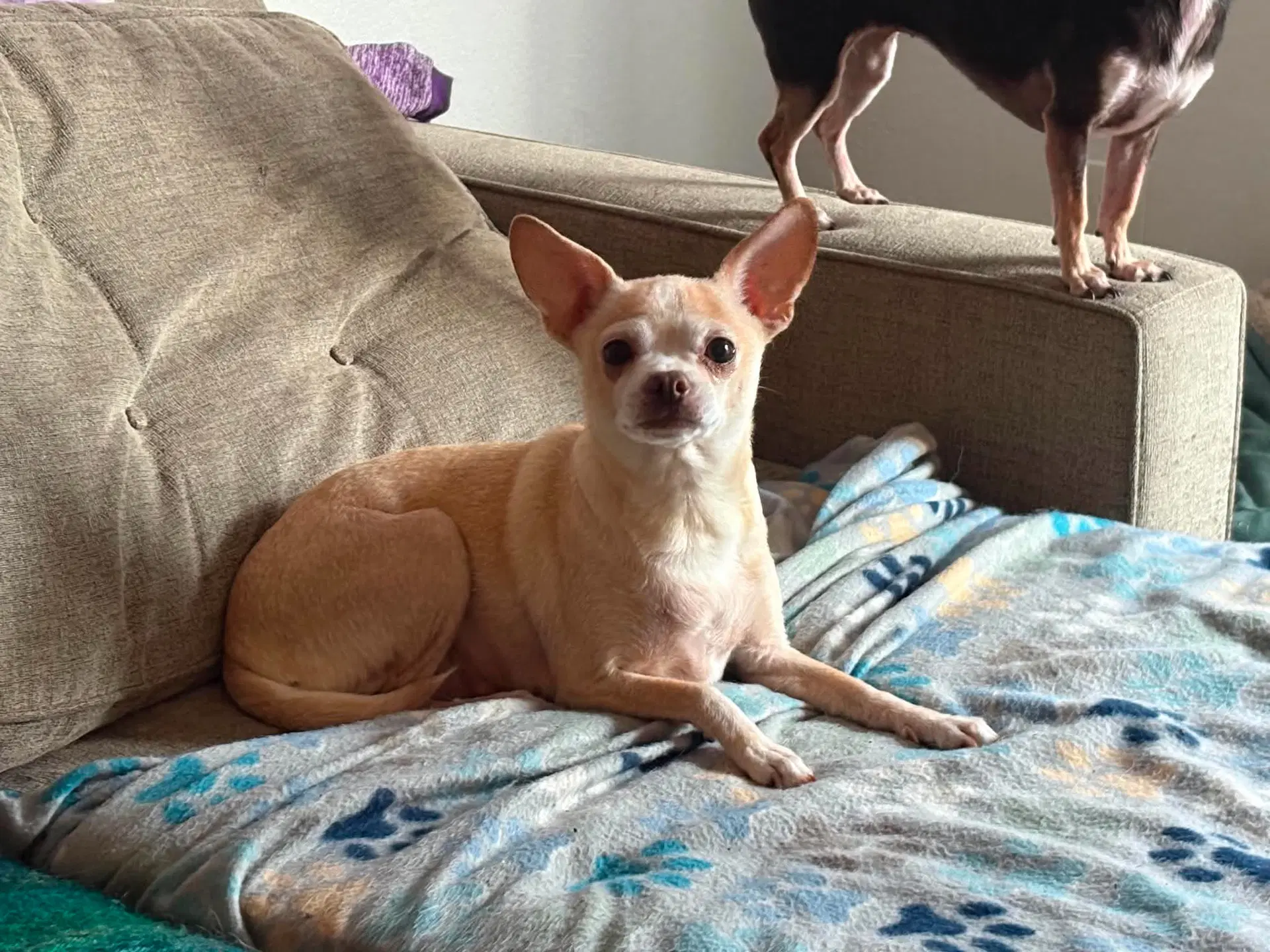 Bella image 3