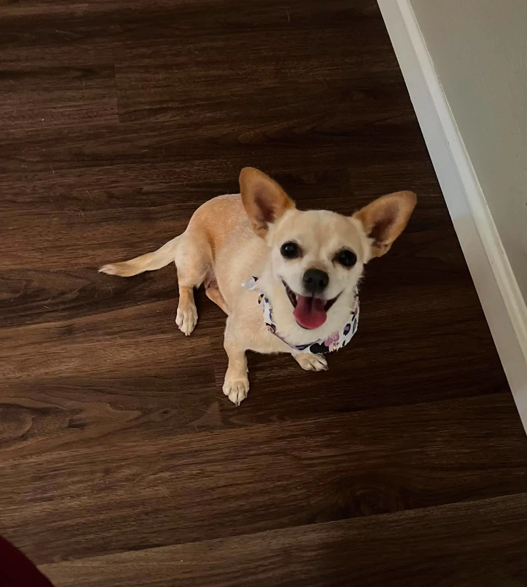 Maple - Chihuahua