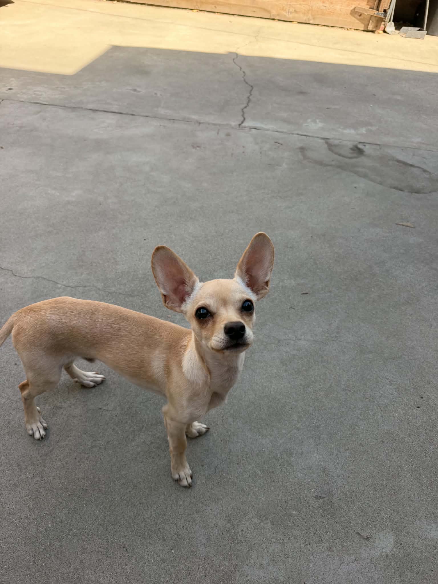 Rango