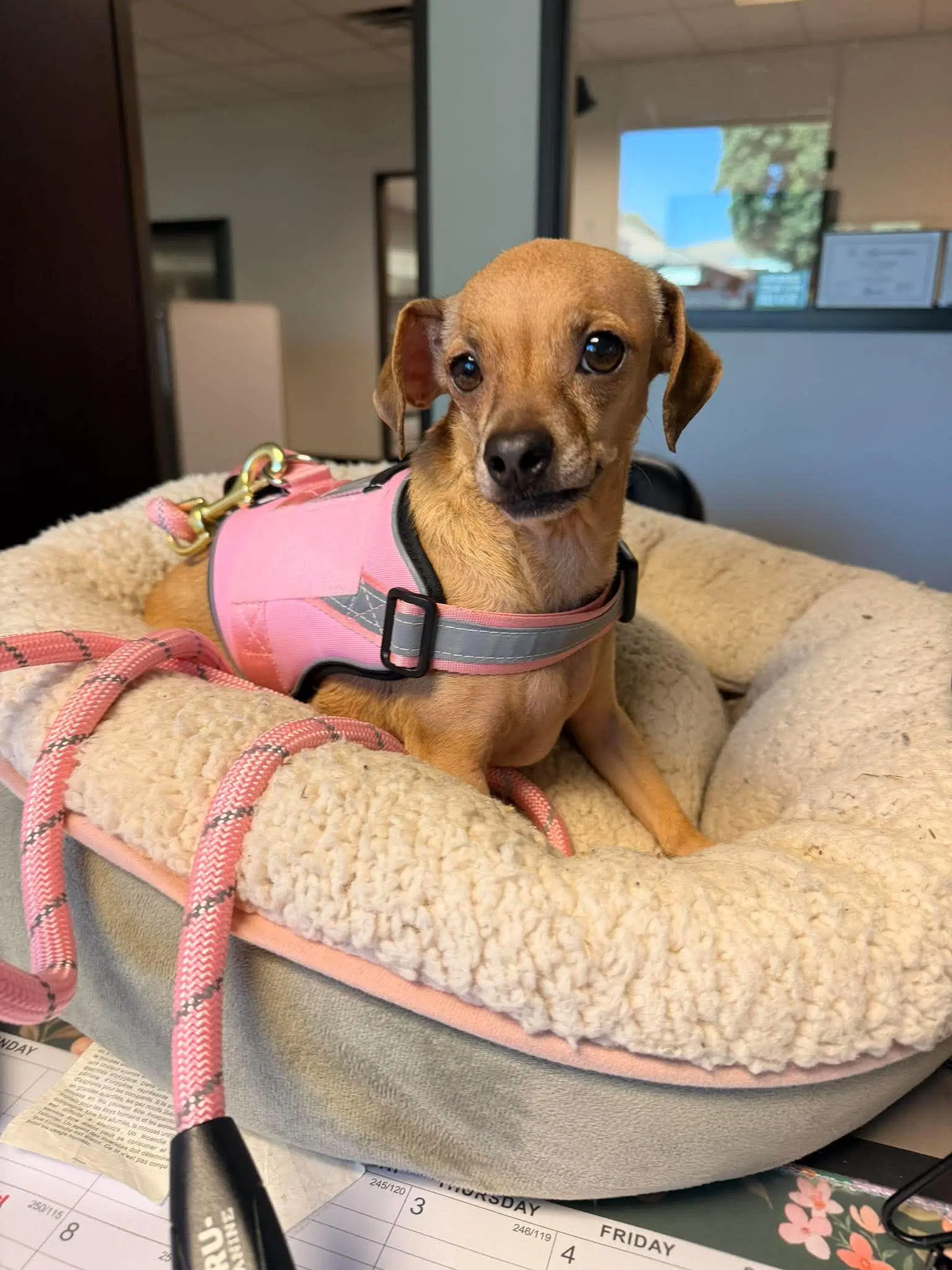 Nuna - Chihuahua
