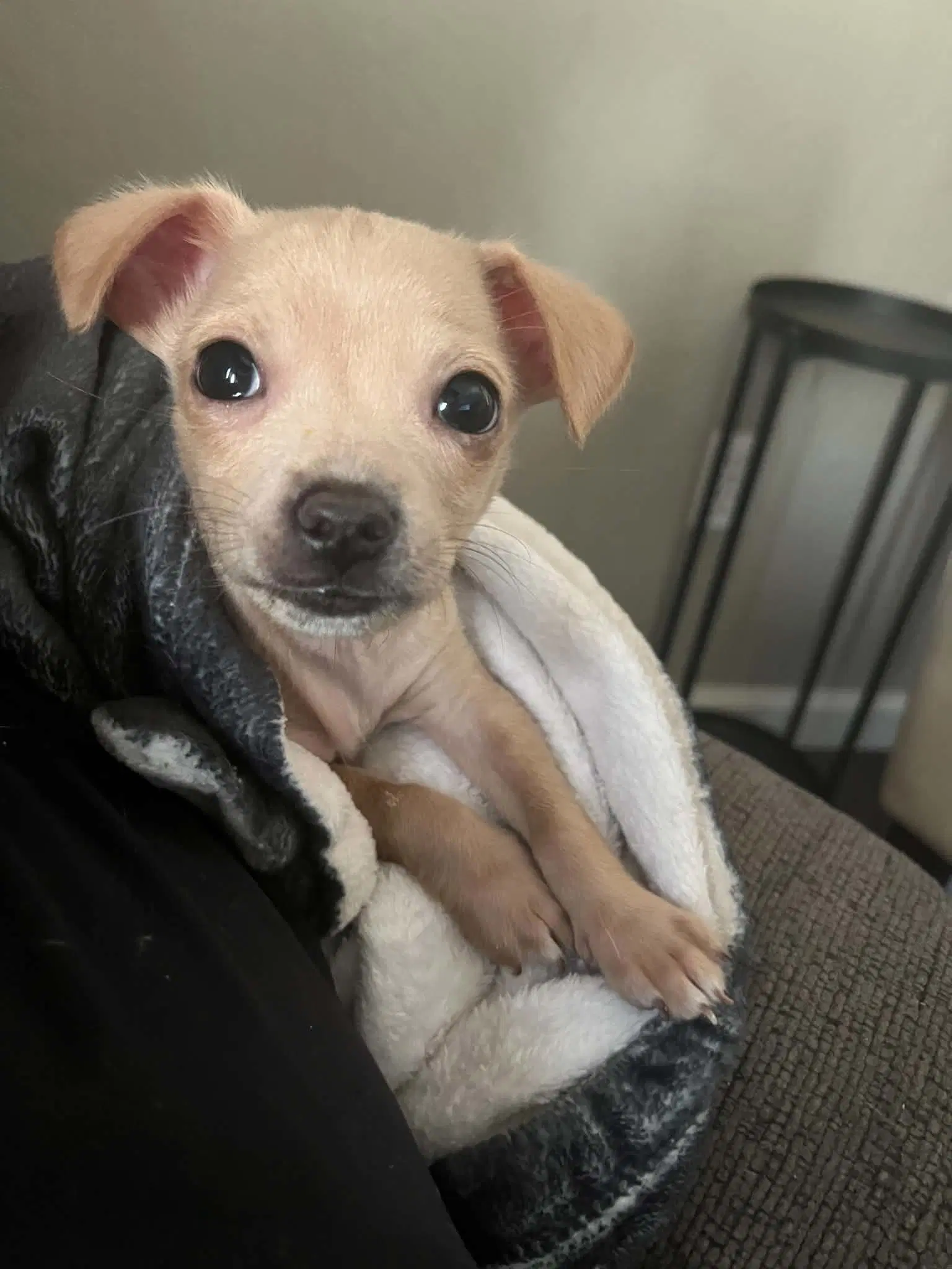 Stuart - Chihuahua