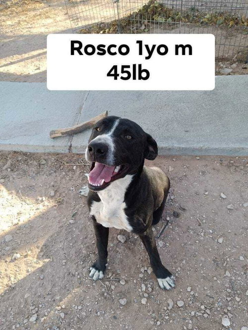 ROSCO - Pit Bull Terrier available for adoption
