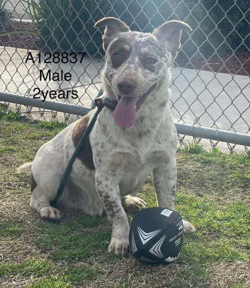 GIZMO - Terrier / Australian Shepherd available for adoption