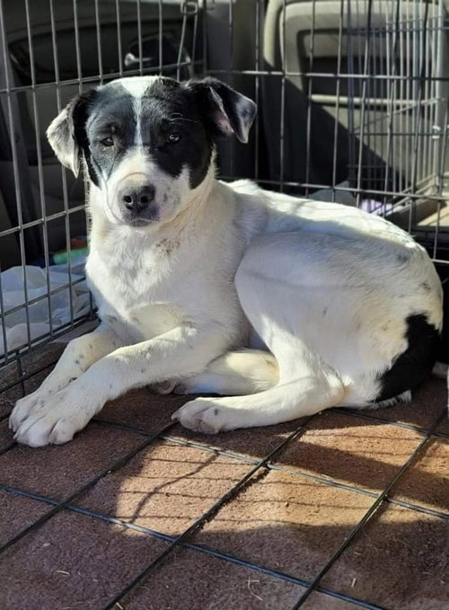 BEBE - Border Collie available for adoption