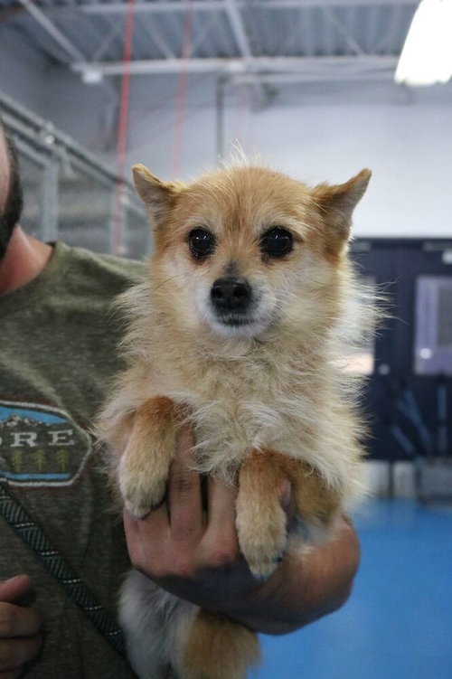 FLOR - Terrier / Pomeranian available for adoption