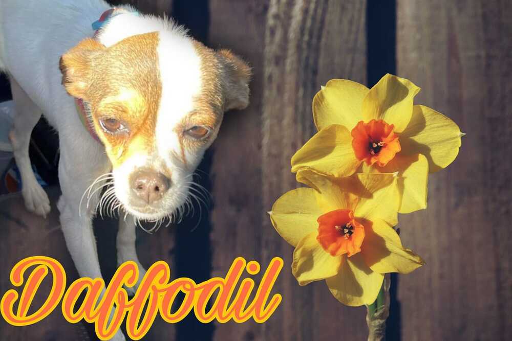 adoptable Dog in Calgary, AB named Daffodil