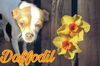 adoptable Dog in  named Daffodil