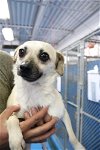adoptable Dog in  named Blossom