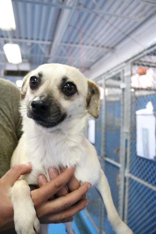 BLOSSOM - Terrier / Chihuahua available for adoption
