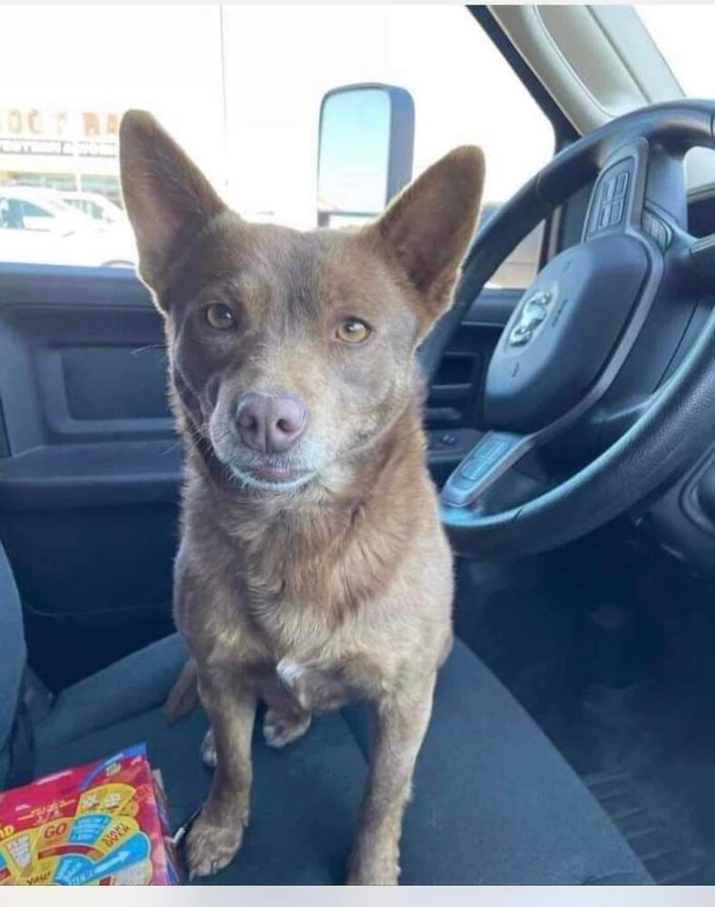 adoptable Dog in Calgary, AB named Rocky Brown